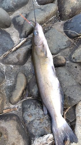 アメリカナマズの釣果