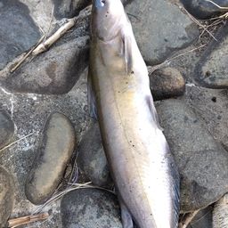 アメリカナマズ