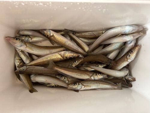シロギスの釣果