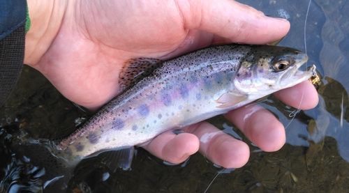 ニジマスの釣果