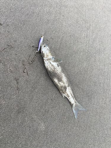 ボラの釣果