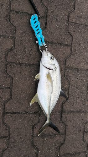 メッキの釣果