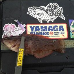 ホシササノハベラ