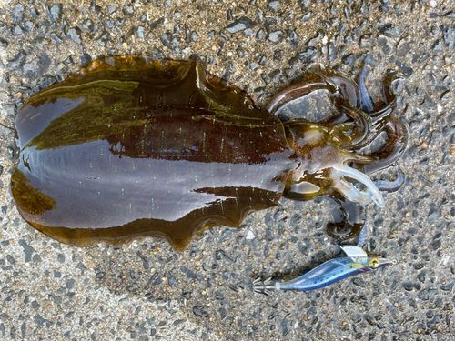 アオリイカの釣果
