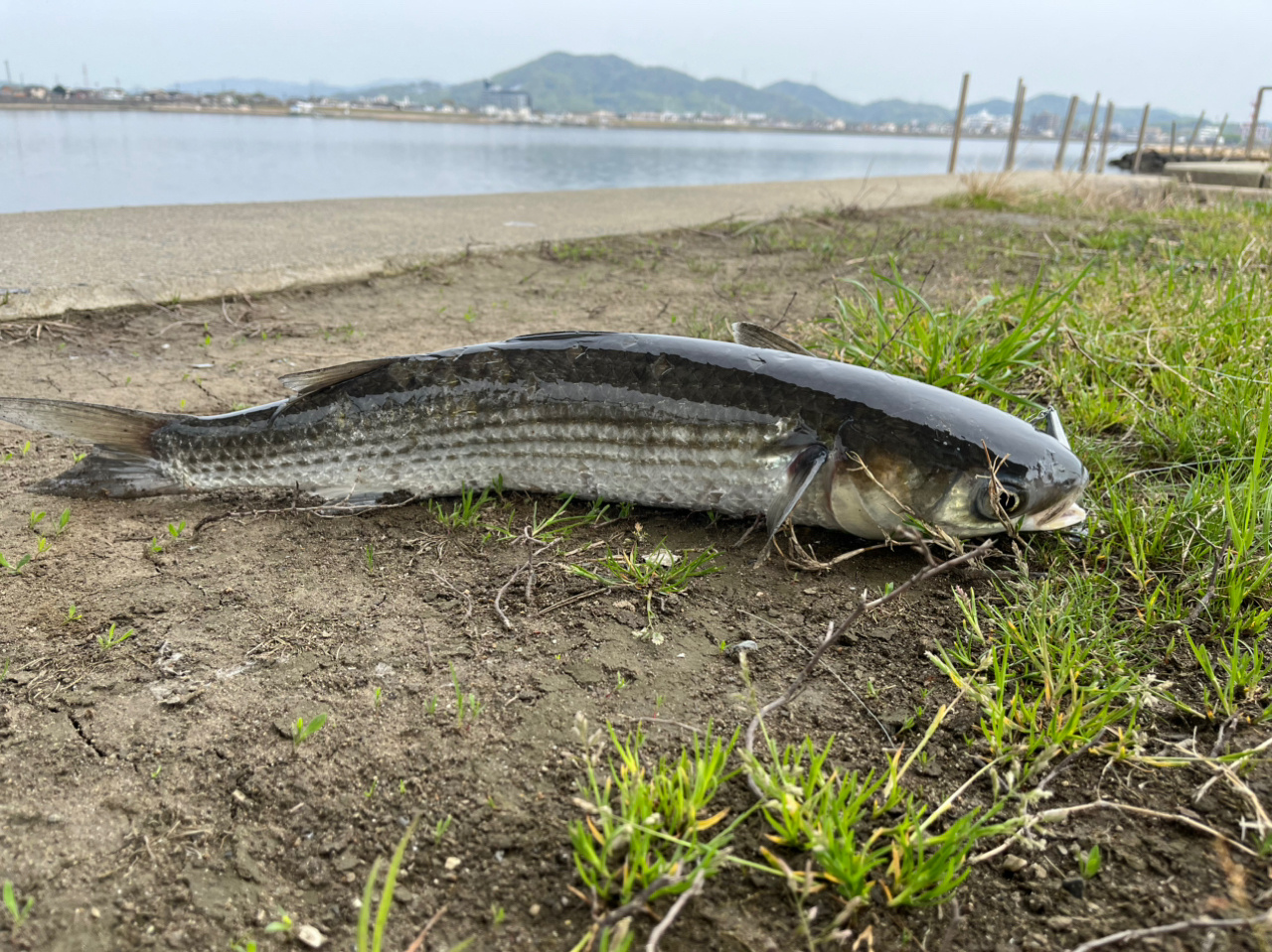 SHIMANO 23ディアルーナ S96MLの最安値・インプレ・釣果 | 本音
