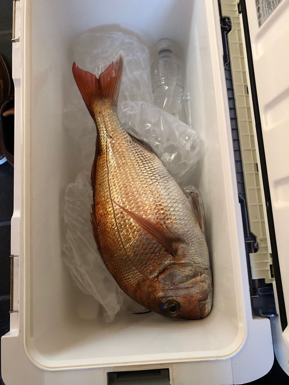 good starさんの釣果 2枚目の画像