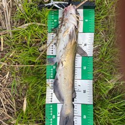 アメリカナマズ