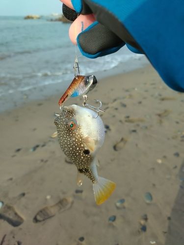クサフグの釣果
