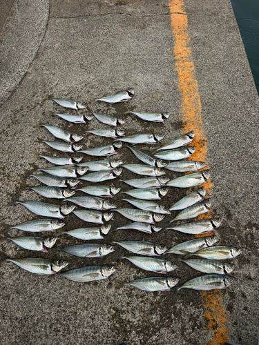 アジの釣果