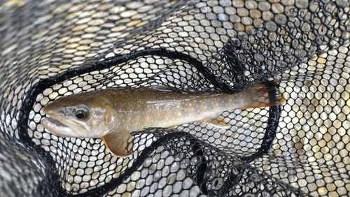 ニッコウイワナの釣果