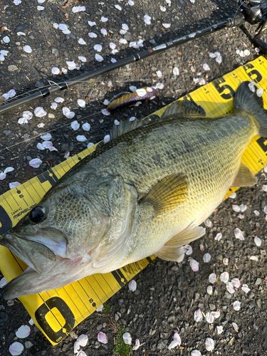 ブラックバスの釣果