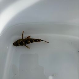 カサゴ
