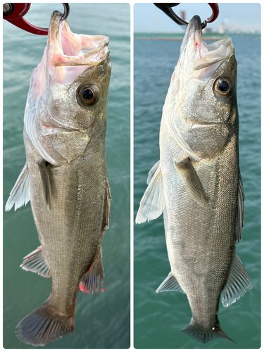 セイゴ（マルスズキ）の釣果
