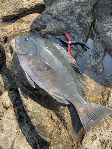 グレの釣果