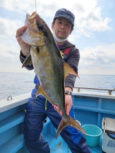 カンパチの釣果