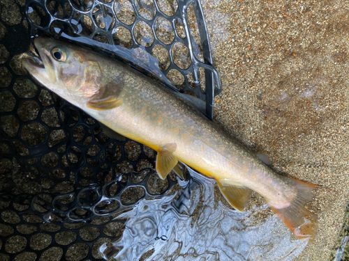 イワナの釣果