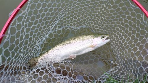 トラウトの釣果