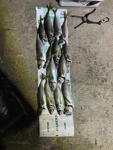 アジの釣果