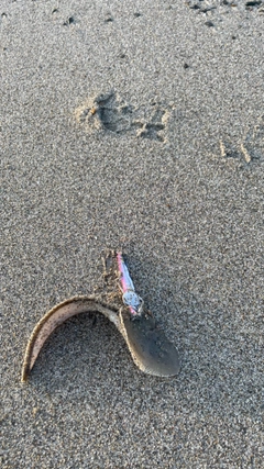 シタビラメの釣果