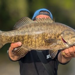 スモールマウスバス