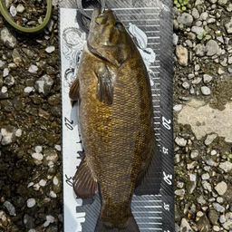 スモールマウスバス