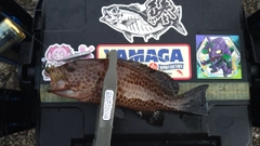オオモンハタの釣果