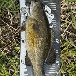 スモールマウスバス