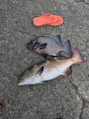 クルバニーアカジンの釣果