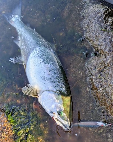 サクラマスの釣果