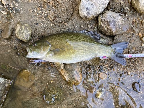 スモールマウスバスの釣果