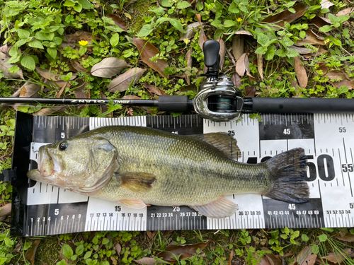 ブラックバスの釣果