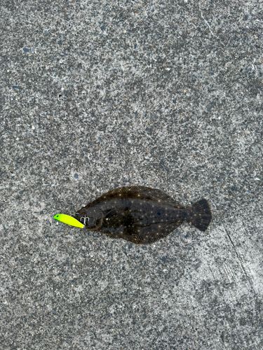 ソゲの釣果