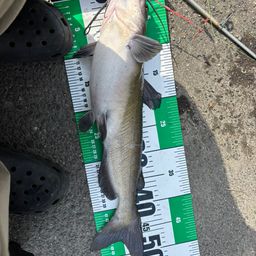 アメリカナマズ