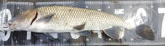 ニゴイの釣果