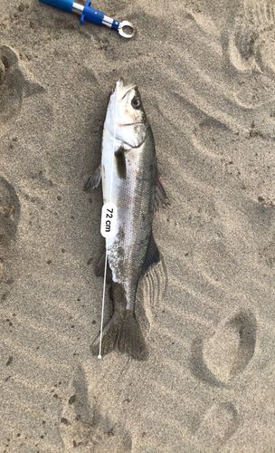 スズキの釣果