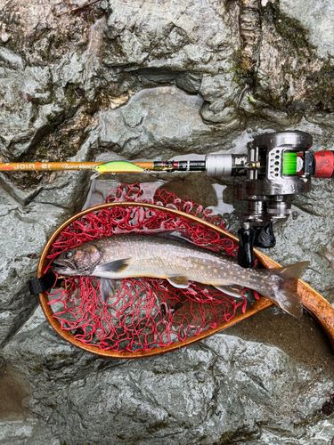 イワナの釣果