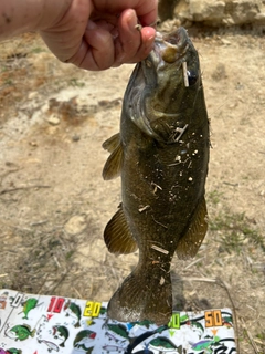 スモールマウスバスの釣果