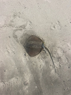 アカエイの釣果