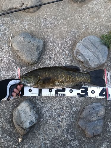 スモールマウスバスの釣果