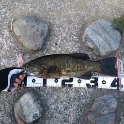 スモールマウスバス