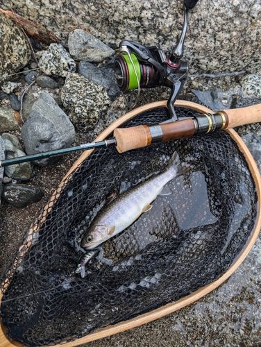 イワナの釣果