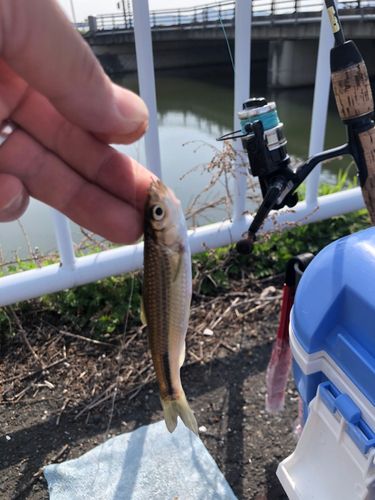 ホンモロコの釣果