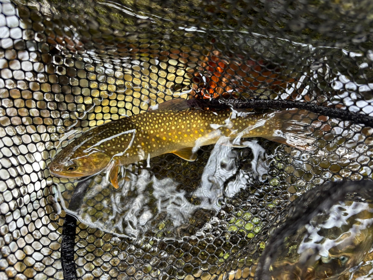 SHIMANO 21カーディフNX B43UL-4の最安値・インプレ・釣果