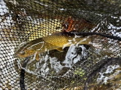 ニッコウイワナの釣果