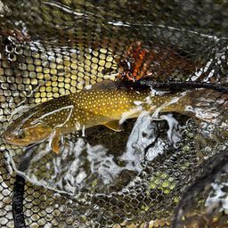 ニッコウイワナ