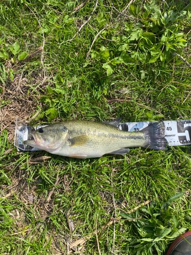ブラックバスの釣果