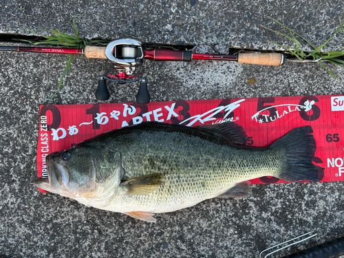 ブラックバスの釣果