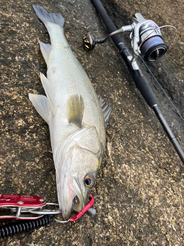 セイゴ（マルスズキ）の釣果