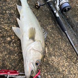 セイゴ（マルスズキ）