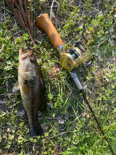 小名浜港で釣れたブラックバスの釣り・釣果情報 - アングラーズ